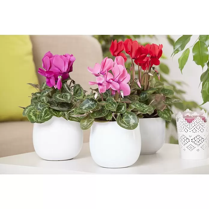 Piardino Zimmer-Alpenveilchen - Cyclamen persicum, Topfgröße: 10 cm, Lila - Stimmungsaufnahme