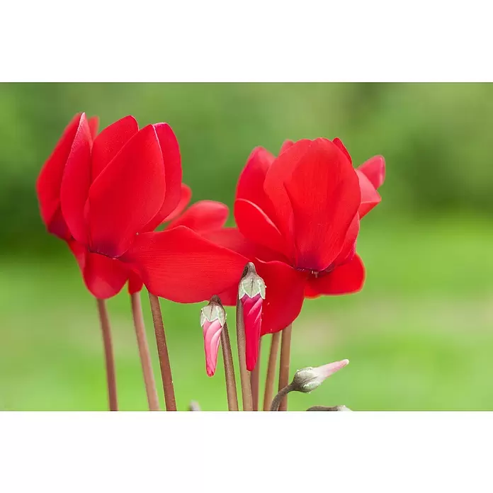 Piardino Zimmer-Alpenveilchen - Cyclamen persicum, Topfgröße: 10 cm, Rot - Detailaufnahme