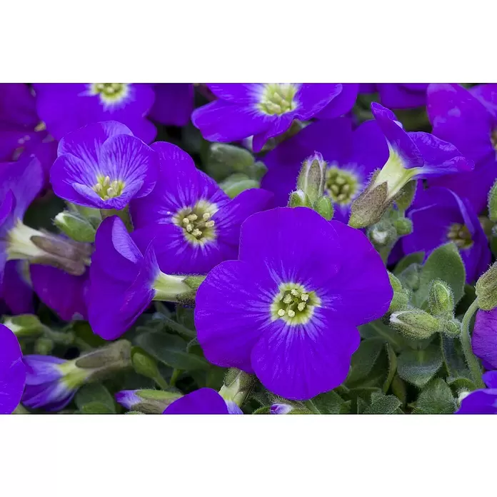 Piardino Blaukissen - Aubrieta Hybride, Sortenabhängig, Topfgröße: 11 cm - Detailaufnahme