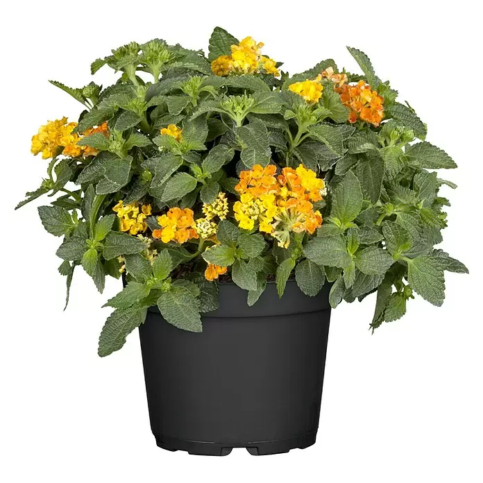 Piardino Lantana - Lantana camara, Tamaño de maceta: 13 cm - Vista frontal