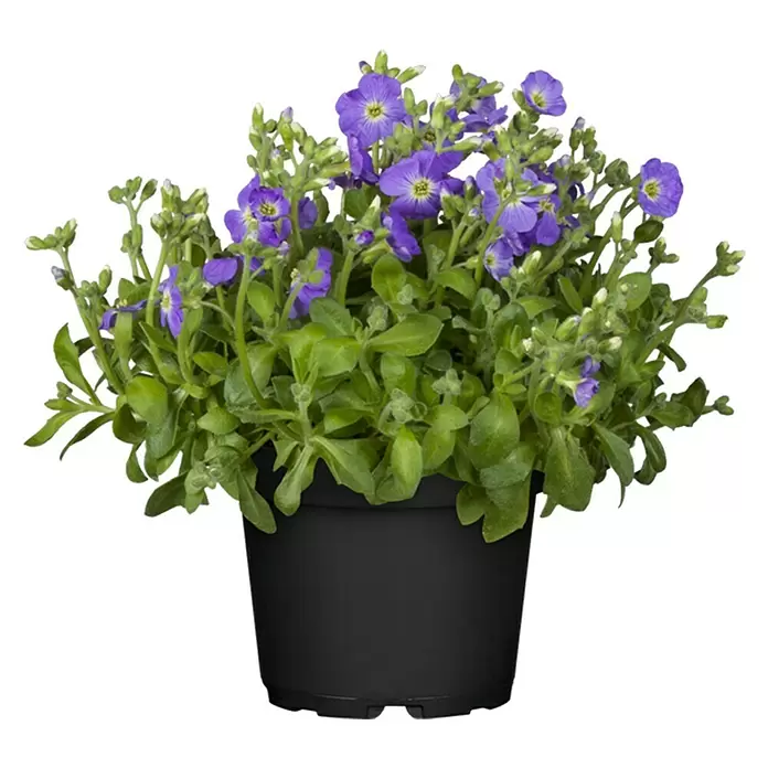 Piardino Blaukissen - Aubrieta Hybride, Sortenabhängig, Topfgröße: 11 cm - Vorderansicht