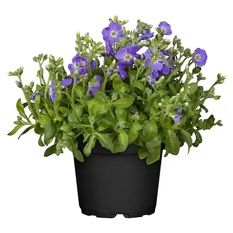 Piardino  Blaukissen
