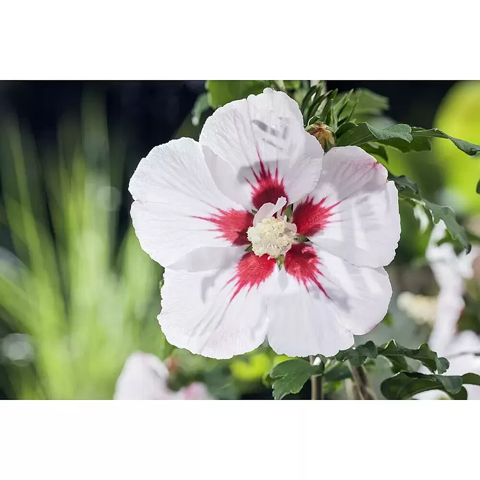 Piardino Garteneibisch - Hibiscus syriacus, Topfgröße: 19 cm - Detailaufnahme