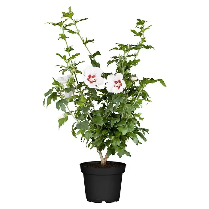 Piardino Garteneibisch - Hibiscus syriacus, Topfgröße: 19 cm - Vorderansicht