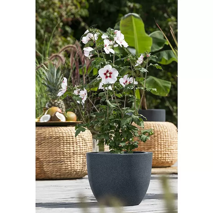 Piardino Garteneibisch - Hibiscus syriacus, Topfgröße: 19 cm - Stimmungsaufnahme