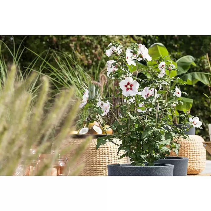 Piardino Garteneibisch - Hibiscus syriacus, Topfgröße: 19 cm - Detailaufnahme
