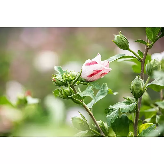 Piardino Garteneibisch - Hibiscus syriacus, Topfgröße: 19 cm - Detailaufnahme