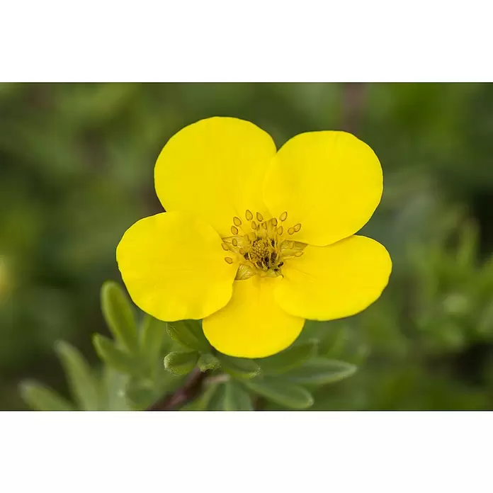 Fingerstrauch - Potentilla fruticosa, 2 l, Sortenabhängig - Detailaufnahme