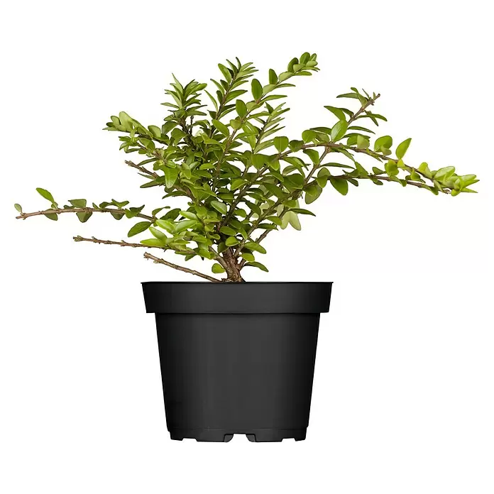 Piardino Heckenmyrthe Maigrün - Lonicera nitida 'Maigrün', Weiß - Vorderansicht