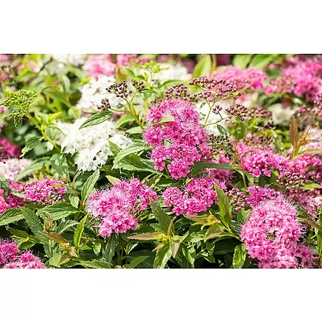 Piardino  Pflanzen-Mix Blühsträucher in Arten/Sorten