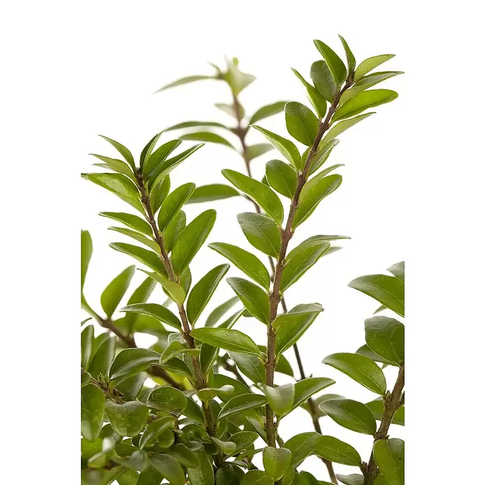 Piardino Heckenmyrthe Maigrün - Lonicera nitida 'Maigrün', Weiß - Detailaufnahme