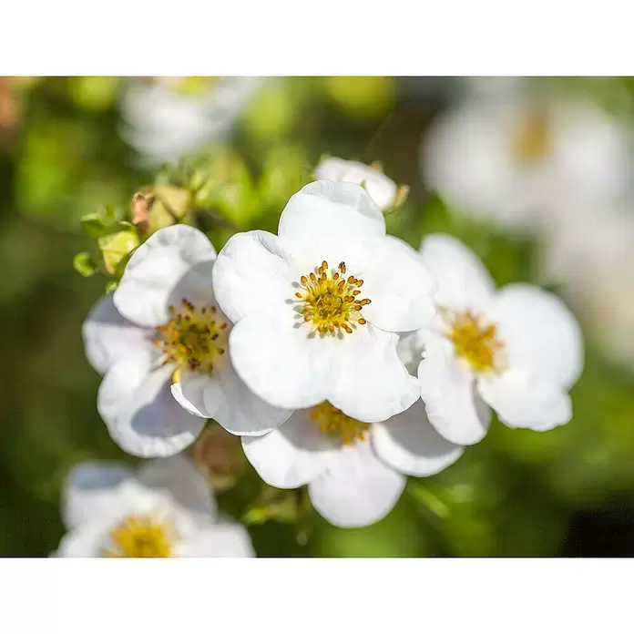 Fingerstrauch - Potentilla fruticosa, 2 l, Sortenabhängig - Detailaufnahme