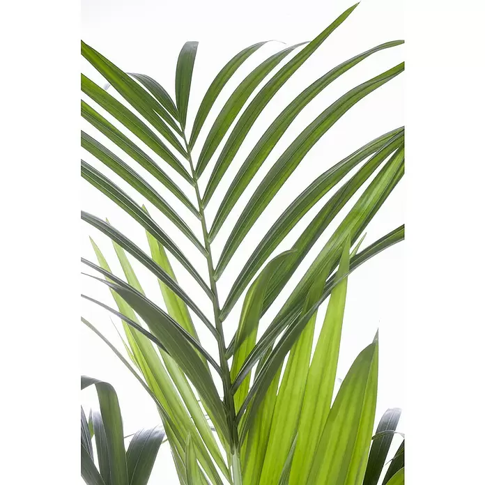 Piardino Kentiapalme - Howea forsteriana, Topfgröße: 27 cm - Detailaufnahme