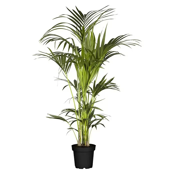 Piardino Kentiapalme - Howea forsteriana, Topfgröße: 27 cm - Vorderansicht