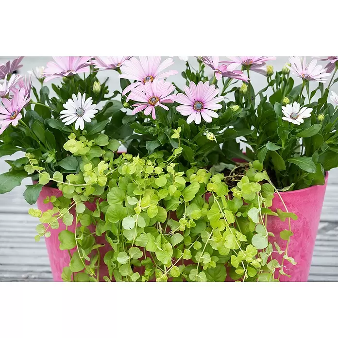 Piardino Pfennigkraut - Lysimachia nummularia, Topfvolumen: 13 l - Detailaufnahme