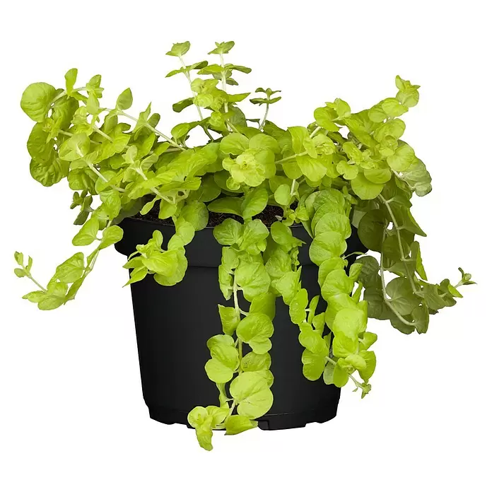 Piardino Pfennigkraut - Lysimachia nummularia, Topfvolumen: 13 l - Vorderansicht