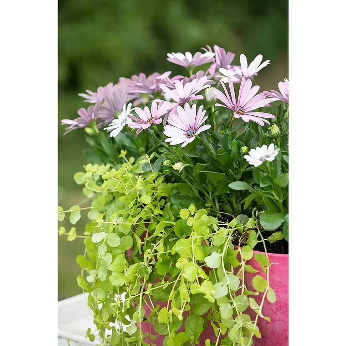 Piardino Pfennigkraut - Lysimachia nummularia, Topfvolumen: 13 l - Detailaufnahme