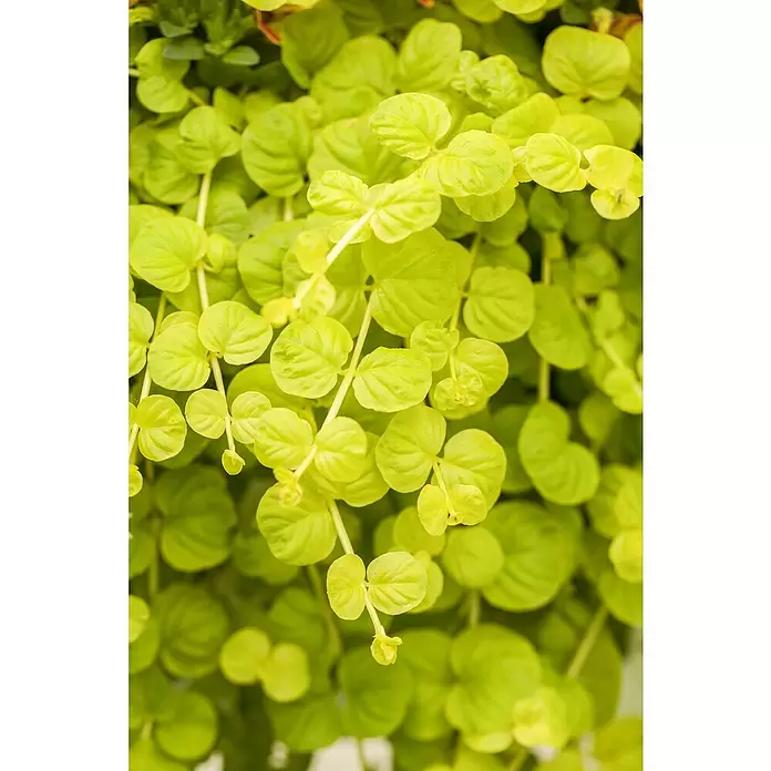 Piardino Pfennigkraut - Lysimachia nummularia, Topfvolumen: 13 l - Detailaufnahme