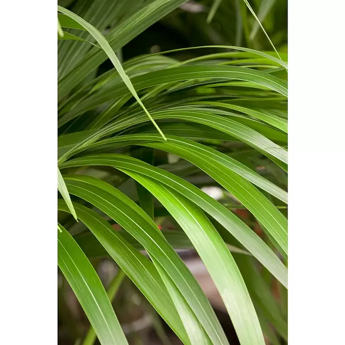 Piardino Kentiapalme - Howea forsteriana, Topfgröße: 27 cm - Detailaufnahme