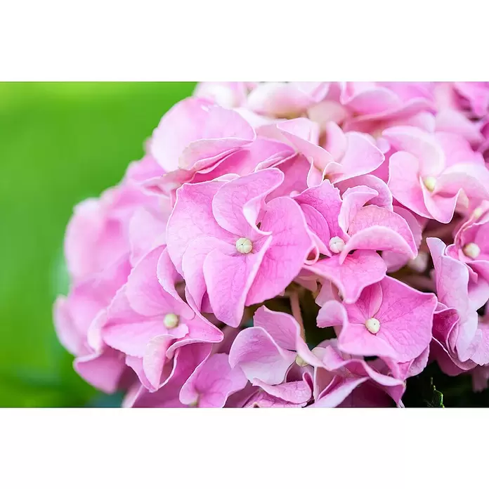 Piardino Bauernhortensie - Hydrangea macrophylla, Rosa, Topfvolumen: 5 l - Detailaufnahme