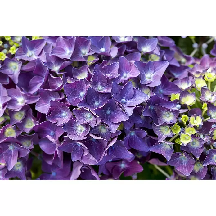 Piardino Bauernhortensie Bauernhortensie 'Music Collection'® - Hydrangea macrophylla 'Music Colletion', 26 cm, Blütenfarbe: Violett - Detailaufnahme