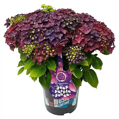 Piardino  Bauernhortensie Bauernhortensie 'Music Collection'®