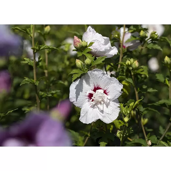 Piardino Garteneibisch Chiffon - Hibiscus 'Chiffon', Artenabhängig - Detailaufnahme