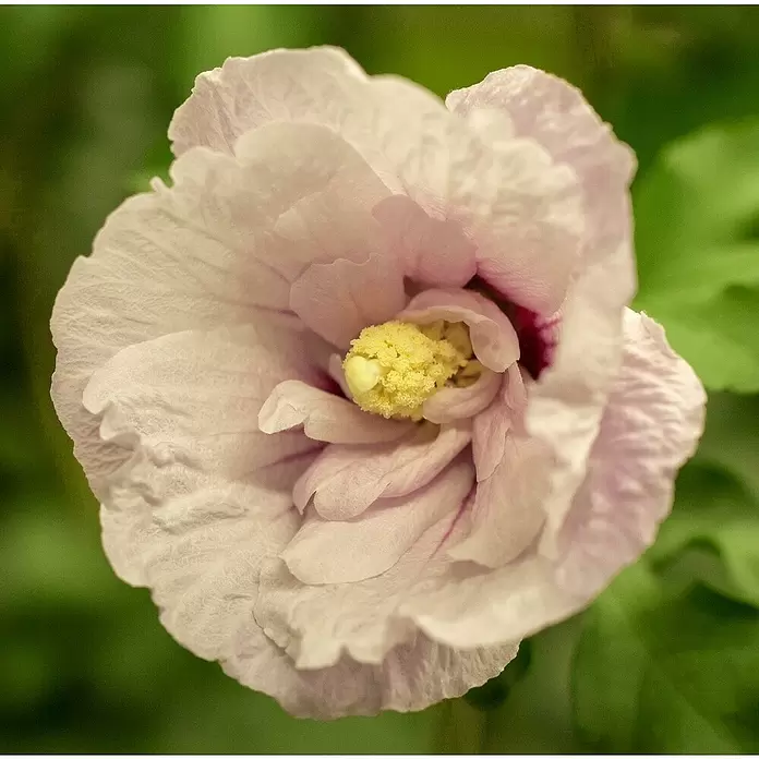 Piardino Garteneibisch Chiffon - Hibiscus 'Chiffon', Artenabhängig - Detailaufnahme