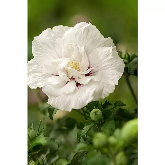 Piardino Garteneibisch Chiffon - Hibiscus 'Chiffon', Artenabhängig - Detailaufnahme