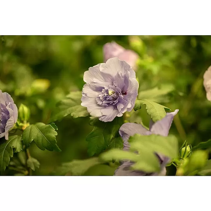 Piardino Garteneibisch Chiffon - Hibiscus 'Chiffon', Artenabhängig - Detailaufnahme