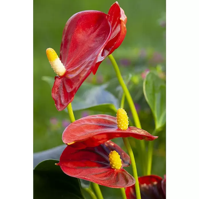 Piardino Flamingoblume - Anthurium x andreanum, Topfgröße: 27 cm, Dunkelrot - Detailaufnahme