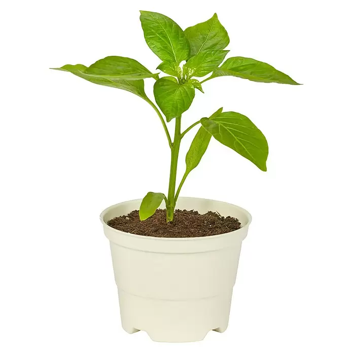 Piardino Pflanzen-Mix BioForm Pflanztopf - Gemüse veredelt, Topfgröße: 12 cm - Vorderansicht