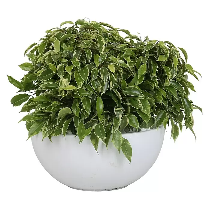 Piardino Pflanzenarrangement Benjamin - Topfgröße: 25 cm - Vorderansicht