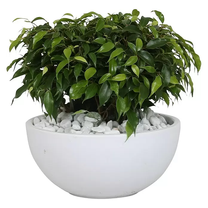 Piardino Pflanzenarrangement Benjamin - Topfgröße: 25 cm - Vorderansicht