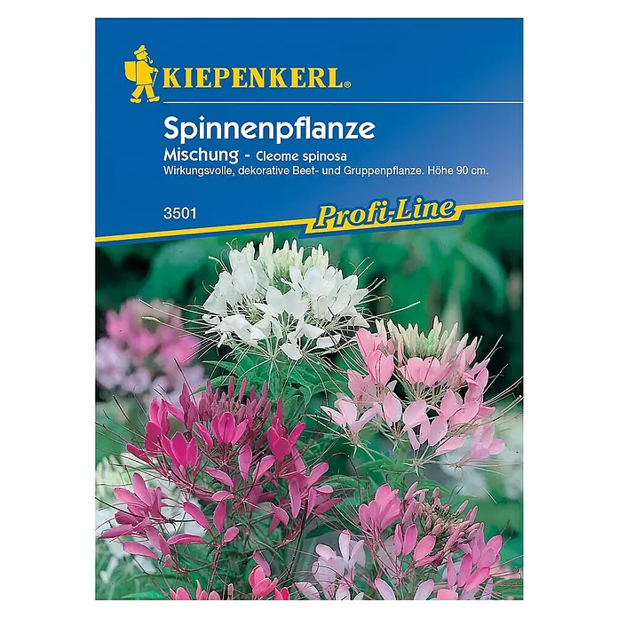 Kiepenkerl Profi-Line Blumensamen Spinnenpflanze - Cleome spinosa - Vorderansicht