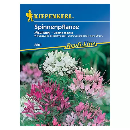 Kiepenkerl Profi-Line Blumensamen Spinnenpflanze