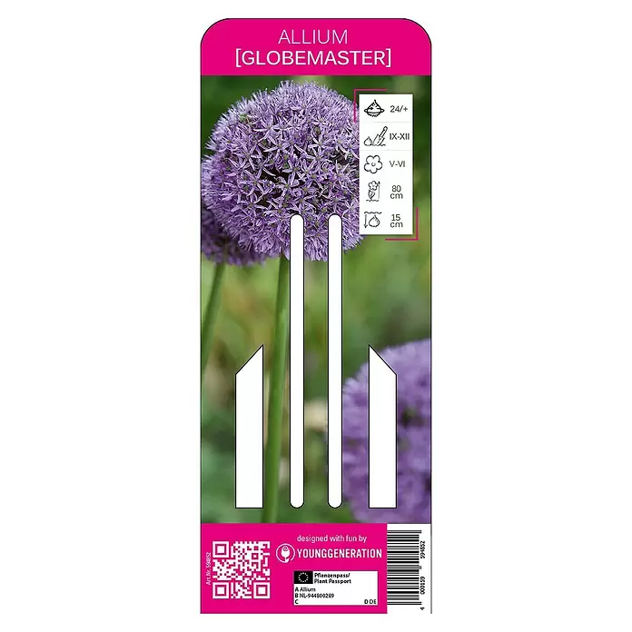 Kiepenkerl Sommerblumenzwiebeln Zierlauch Globemaster - Allium x hybrida, 1 Stk. - Vorderansicht