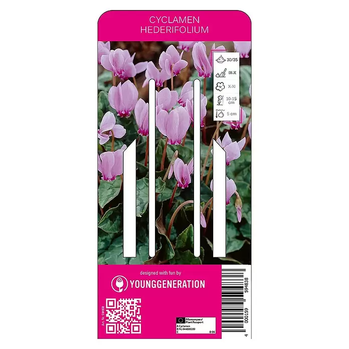 Kiepenkerl Herbstblumenzwiebeln Herbst Alpenveilchen - Cyclamen hederifolium, 1 Stk. - Vorderansicht