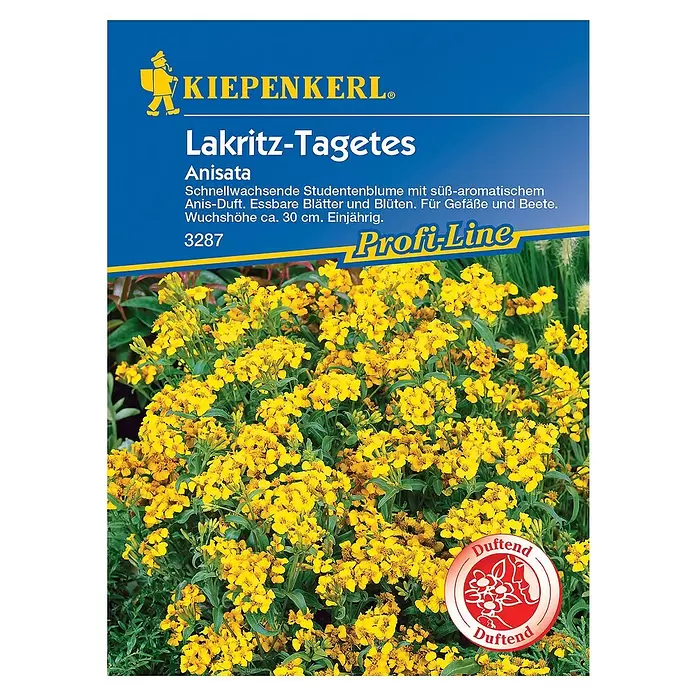 Kiepenkerl Profi-Line Blumensamen Lakritz-Tagetes - Tagetes lucida - Vorderansicht
