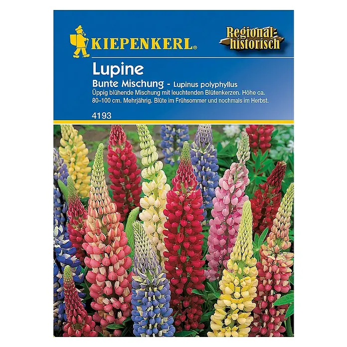 Kiepenkerl Blumensamen Lupine - Lupinus polyphyllus - Vorderansicht