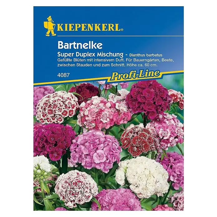 Kiepenkerl Profi-Line Blumensamen Bartnelke - Duplika Mix, Dianthus barbatus - Vorderansicht
