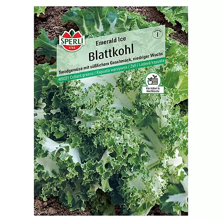 Sperli  Gemüsesamen Blattkohl