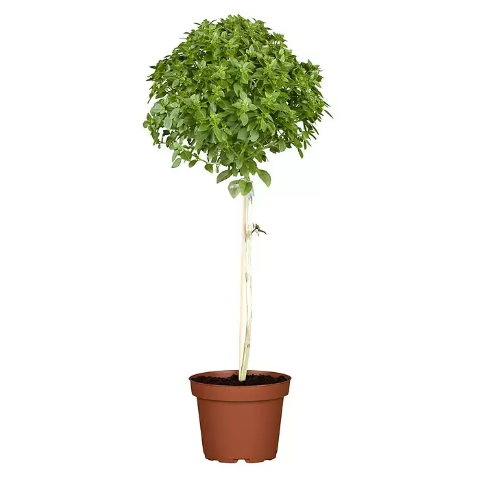Piardino Strauchbasilikum Stämmchen - Ocimum basilicum Bienennährpflanze, Topfgröße: 19 cm - Vorderansicht