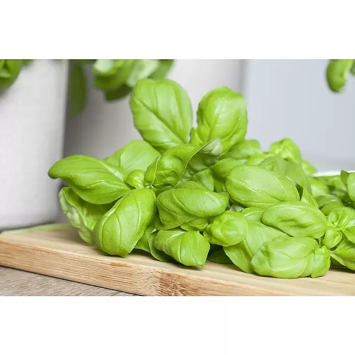 Piardino Strauchbasilikum Stämmchen - Ocimum basilicum Bienennährpflanze, Topfgröße: 19 cm - Detailaufnahme