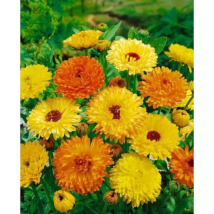 Piardino Caléndula - Calendula, Tamaño de maceta: 11 cm - Foto ambiente