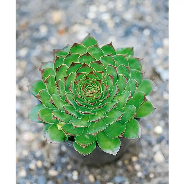 Piardino Consolva - Sempervivum, Tamaño de maceta: 17 cm - Foto ambiente