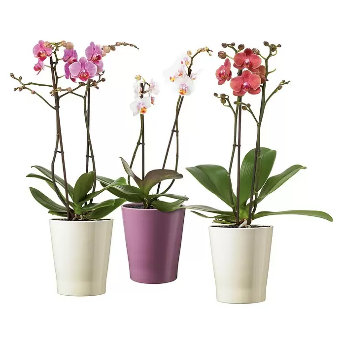SK Orchideentopf Merina - Außenmaß (Ø x H): 14 x 15 cm, Keramik, Vanilla, Glänzend - Vorderansicht