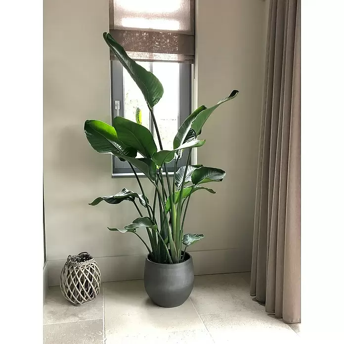Piardino Árbol Strelitzie - Strelitzia nicolai, Tamaño de maceta: 17 cm - Foto ambiente