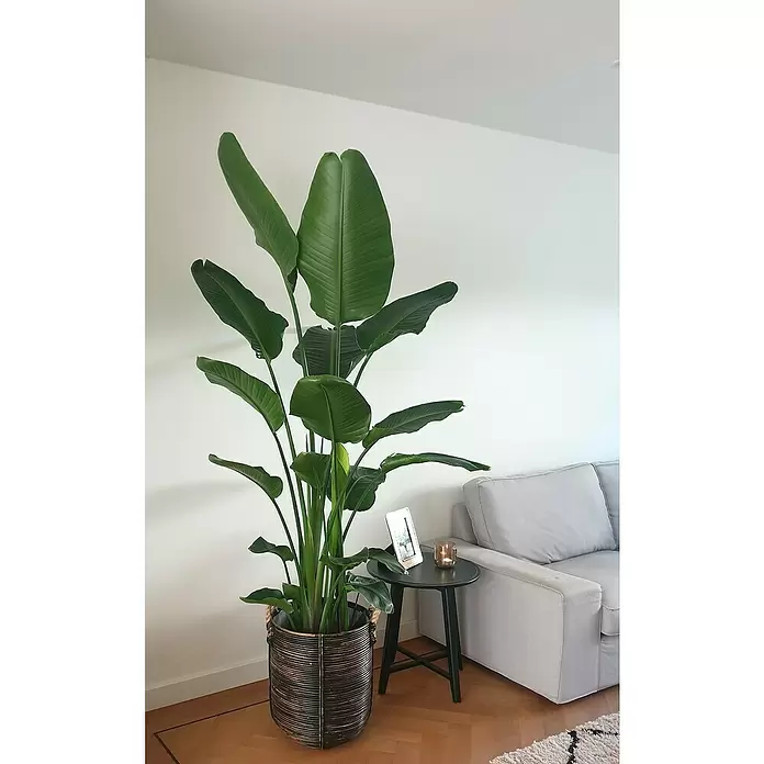 Piardino Árbol Strelitzie - Strelitzia nicolai, Tamaño de maceta: 17 cm - Foto ambiente
