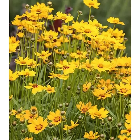 Piardino  Coreopsis grande